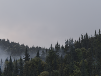 Foggy Forest