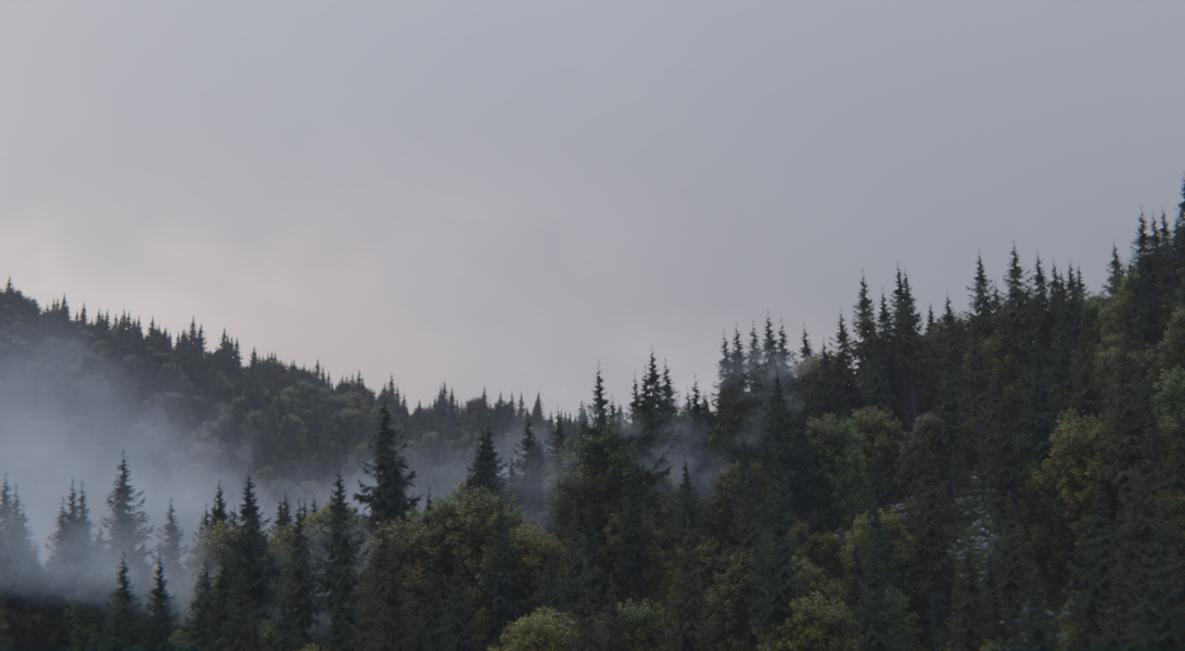 Foggy Forest